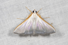 Diaphania glauculalis