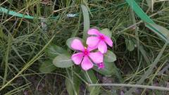 Catharanthus roseus