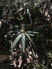 Rhododendron macrosepalum