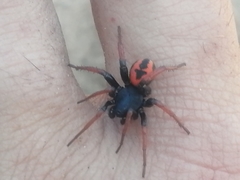 Psammorygma aculeatum