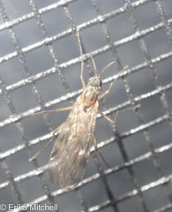 Sylvicola fenestralis