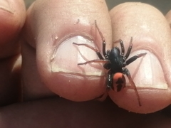 Psammorygma aculeatum