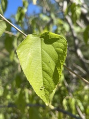 Acalypha filipes