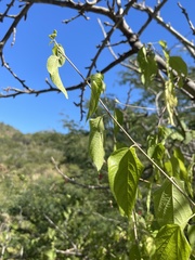 Acalypha filipes