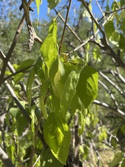 Acalypha filipes