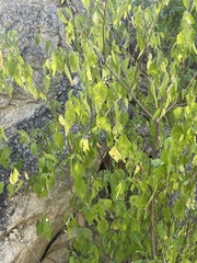 Acalypha filipes
