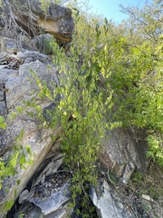 Acalypha filipes