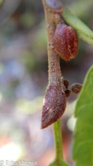 Dasineura serrulatae
