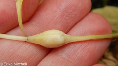 Neolasioptera lycopi