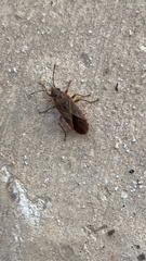 Arocatus longiceps