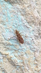 Belonochilus numenius