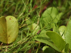 Graptostethus servus