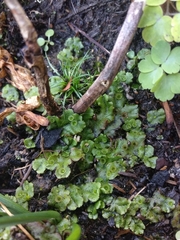 Marchantia polymorpha ruderalis
