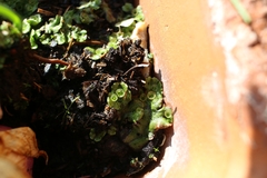 Marchantia polymorpha ruderalis