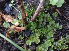 Marchantia polymorpha ruderalis