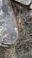 Claytonia rosea