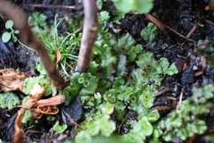 Marchantia polymorpha ruderalis