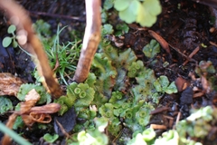 Marchantia polymorpha ruderalis