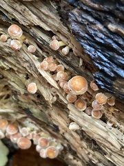 Hypholoma fasciculare