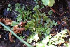 Marchantia polymorpha ruderalis