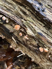 Hypholoma fasciculare