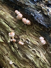 Hypholoma fasciculare