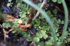 Marchantia polymorpha ruderalis