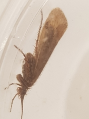 Limnephilus affinis