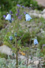 Codonopsis clematidea