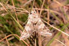 Cucullia spectabilisoides