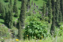 Aconitum leucostomum