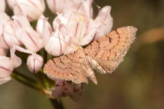 Eupithecia carpophilata
