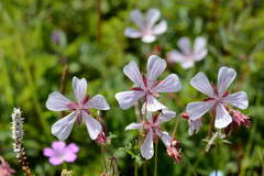 Geranium saxatile