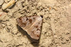 Lygephila ludicra