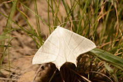 Ourapteryx purissima