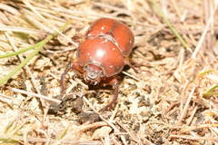 Eubolbitus radoszkowskii