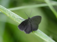 Stigma kuldschaensis