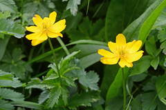 Trollius dschungaricus