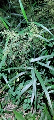 Panicum sarmentosum