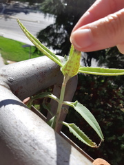 Kalanchoe × houghtonii