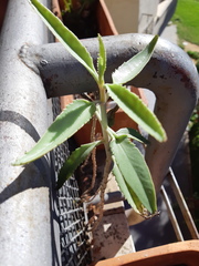 Kalanchoe × houghtonii
