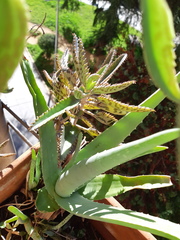 Kalanchoe × houghtonii