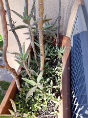 Kalanchoe × houghtonii