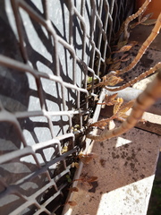 Kalanchoe × houghtonii