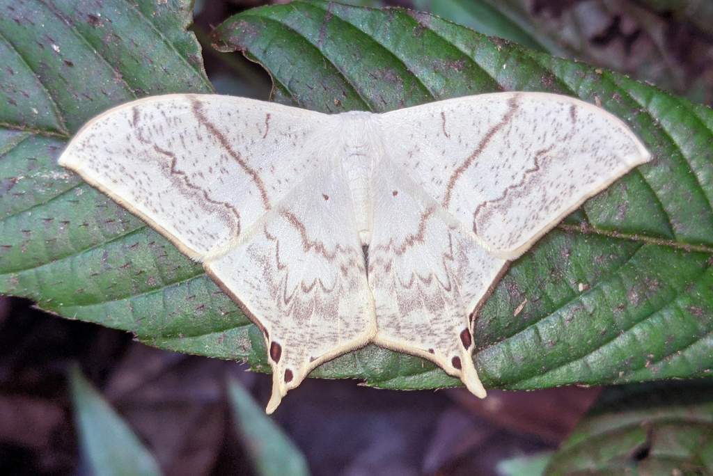Therinia lactucina