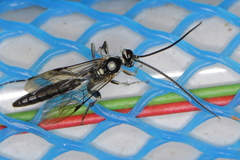 Cratichneumon sublatus