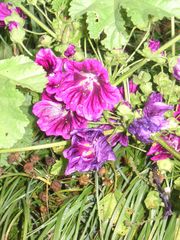 Malva sylvestris mauritiana