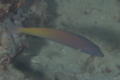 Halichoeres prosopeion