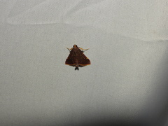 Hypsopygia pelasgalis