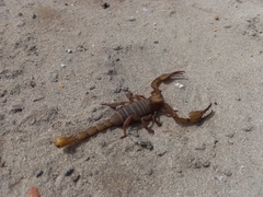 Opistophthalmus